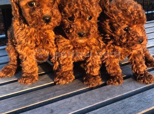 Toy Poodle Bebekler Safkan görsel