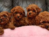 Veteri̇ner Kli̇ni̇ği̇nden Tesli̇m Toy Poodle Bebekler