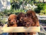 Veteri̇ner Kli̇ni̇ği̇nden Tesli̇m Toy Poodle Bebekler