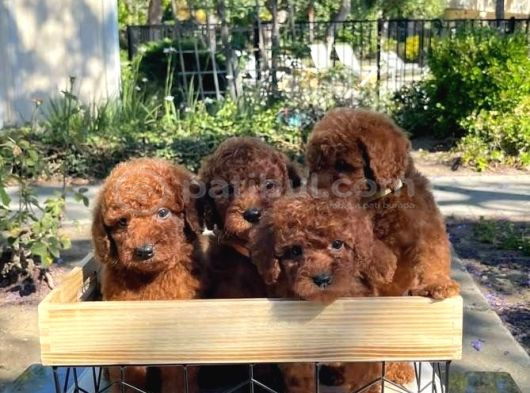 VETERİNER KLİNİĞİNDEN TESLİM TOY POODLE BEBEKLER