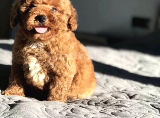 TOY POODLE BEBEKLER safkan