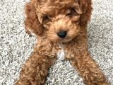 Veteri̇ner Kli̇ni̇ği̇nden Tesli̇m Toy Poodle Bebekler