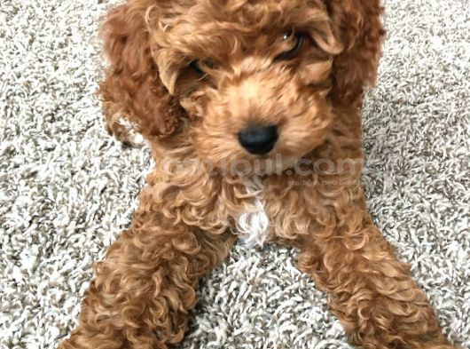 Veteri̇ner Kli̇ni̇ği̇nden Tesli̇m Toy Poodle Bebekler görsel