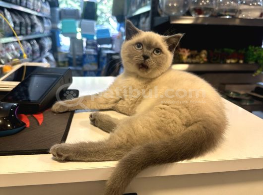 Çok Güzel Çok Oyuncu British Blue Point Yavrumuz görsel