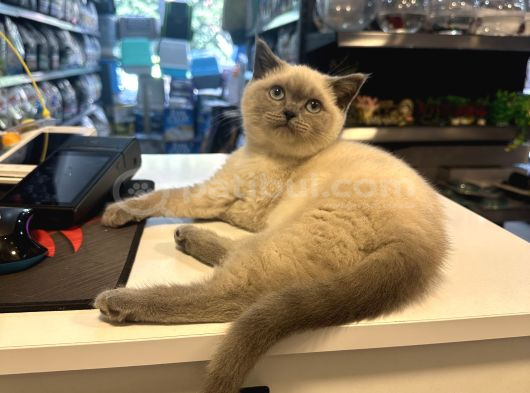 Çok Güzel Çok Oyuncu British Blue Point Yavrumuz görsel