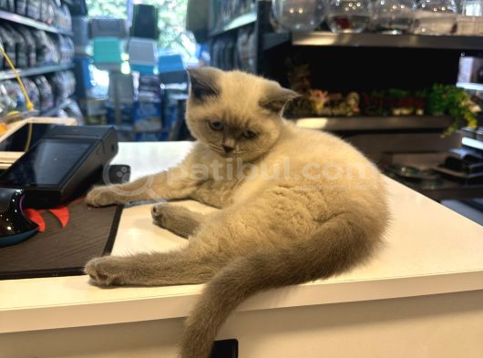 Çok Güzel Çok Oyuncu British Blue Point Yavrumuz görsel
