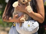 Maltipoo Bebekler