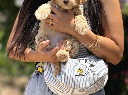 Maltipoo Bebekler görsel