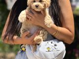 Maltipoo Bebekler
