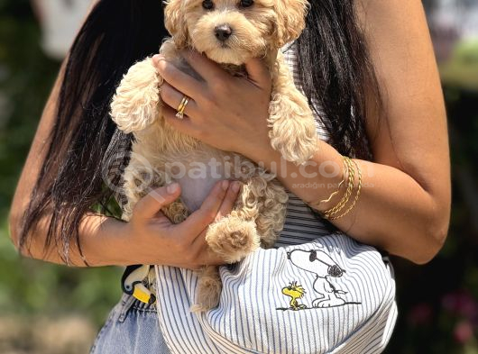 Maltipoo Bebekler görsel