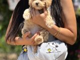 Maltipoo Bebekler