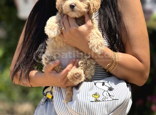 Maltipoo Bebekler görsel
