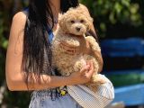 Maltipoo Bebekler