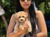 Maltipoo Bebekler