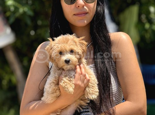 Maltipoo bebekler