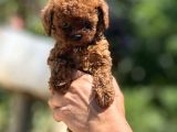 Microboy korea poodle yavrular