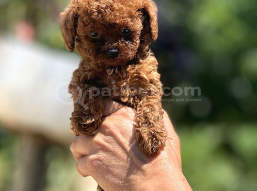 Microboy Korea Poodle Yavrular
