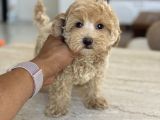 Oyuncak Boy Maltipoo Bebekler