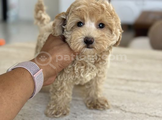 Oyuncak Boy Maltipoo Bebekler görsel