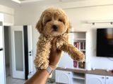 Oyuncak boy maltipoo bebekler