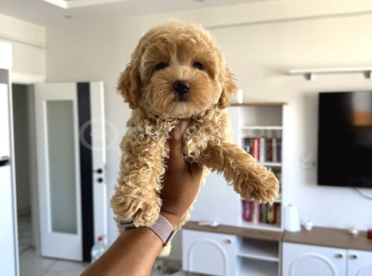 Oyuncak boy maltipoo bebekler