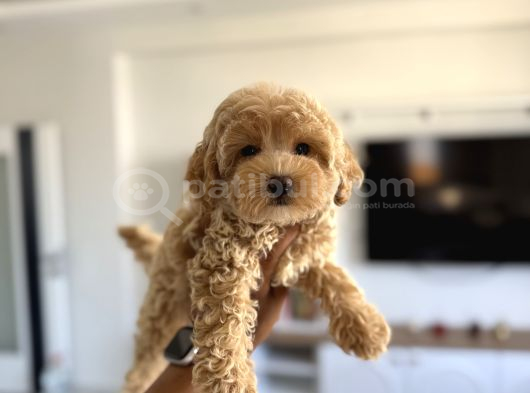 Oyuncak Boy Maltipoo Bebekler görsel
