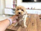 Teacup Ev Ortamina Uygun Maltipoo Bebekler