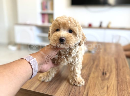 Teacup Ev Ortamina Uygun Maltipoo Bebekler görsel