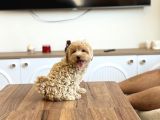 Oyuncak Boy Maltipoo Bebekler