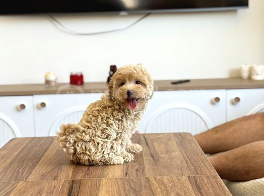 Oyuncak Boy Maltipoo Bebekler görsel