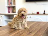 Teacup Ev Ortamina Uygun Maltipoo Bebekler