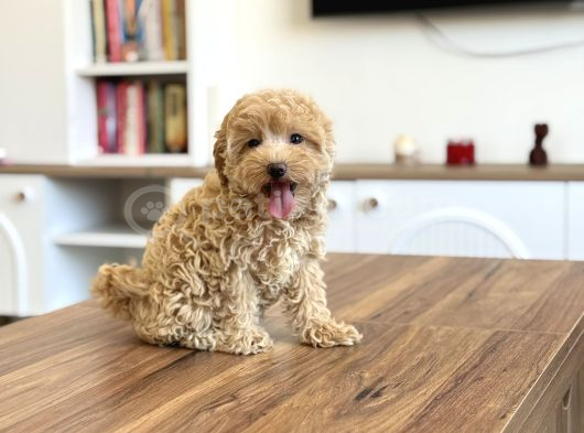 Teacup ev ortamina uygun maltipoo bebekler