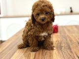 Masum Yüzlü Korea Poodle Bebekler