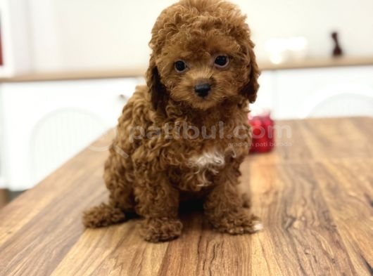 Masum Yüzlü Korea Poodle Bebekler görsel