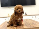 Masum Yüzlü Korea Poodle Bebekler