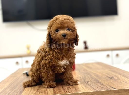 Masum Yüzlü Korea Poodle Bebekler görsel