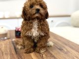 Masum yüzlü korea poodle bebekler