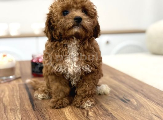 Masum Yüzlü Korea Poodle Bebekler