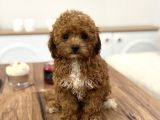 Korea poodle teacup bebekler