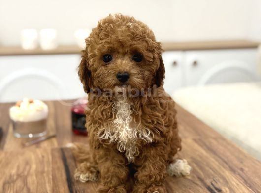 Masum Yüzlü Korea Poodle Bebekler görsel