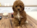 Masum Yüzlü Korea Poodle Bebekler
