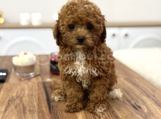 Masum Yüzlü Korea Poodle Bebekler görsel