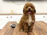 Korea Poodle Teacup Bebekler