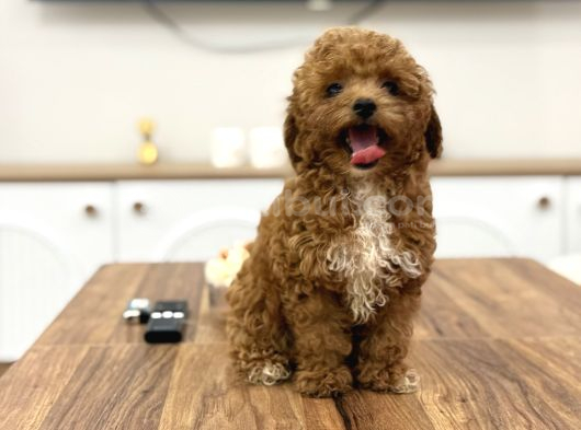 Korea Poodle Teacup Bebekler görsel