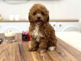 Korea Poodle Teacup Bebekler