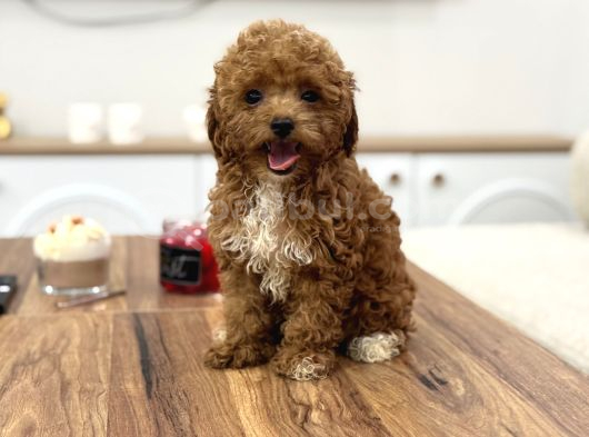 Korea Poodle Teacup Bebekler görsel