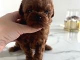 Korean Red Brown Toy Poodle Yavrularimiz