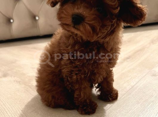 Çok Özel Red Brown Toy Poodle Yavrulari görsel
