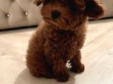Çok Özel Red Brown Toy Poodle Yavrulari