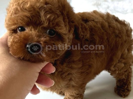 Çok Özel Red Brown Toy Poodle Yavrulari